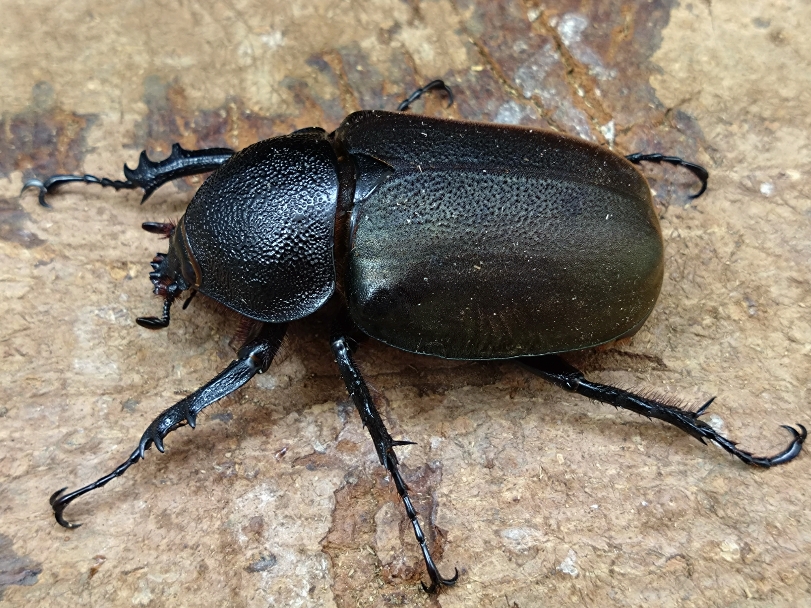 ☆2/22新着☆天然☆スマトラ島産☆コーカサスオオカブト | Dorcusfarm