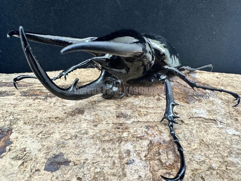 ☆カンボジア産☆コーカサスオオカブト♂117mmペア | Dorcusfarm