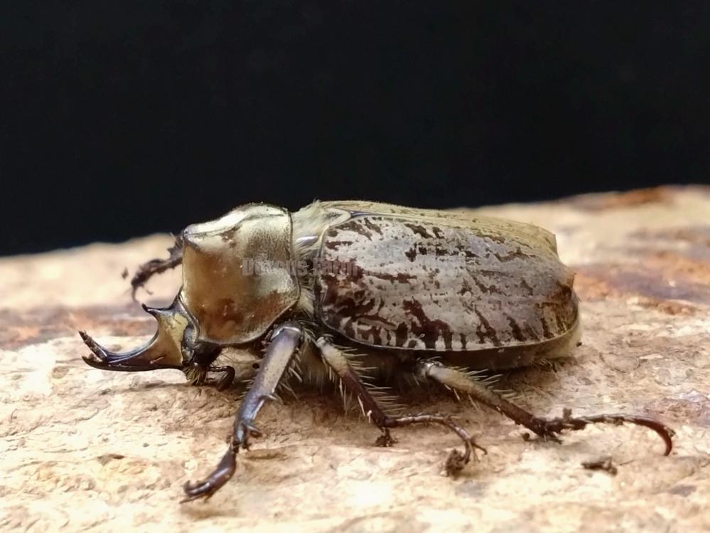 カブト各種 | Dorcusfarm