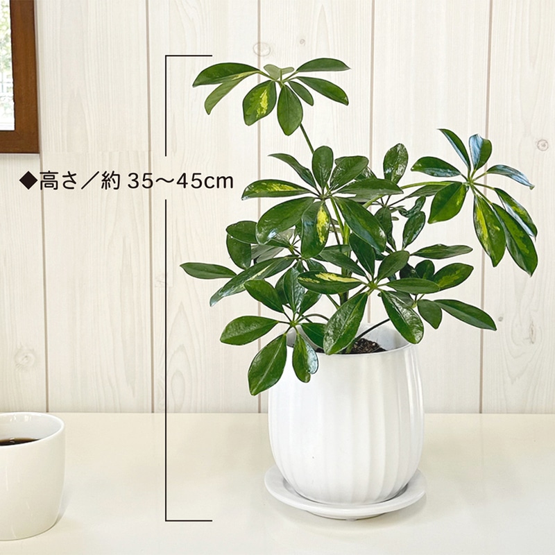 シェフレラ ホンコンカポック 斑入り 白陶器鉢 4号 ベラボン｜郵便局の