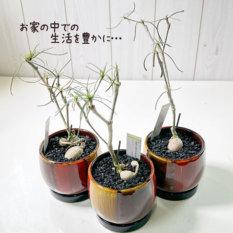 ユーフォルビア ヘディオトイデス デザイン陶器鉢 黒石付（オレンジ