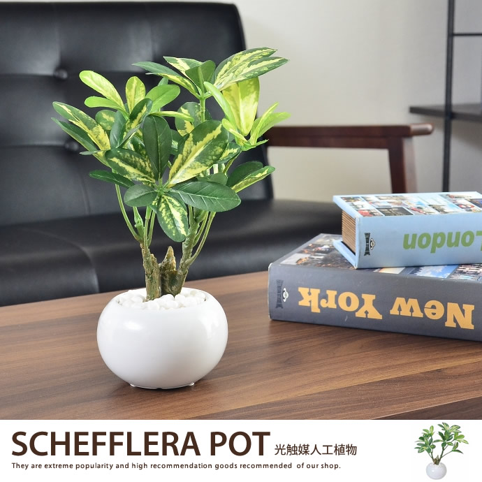 g46018]シェフレラポット 観葉植物 | 家具・インテリア通販は家具350