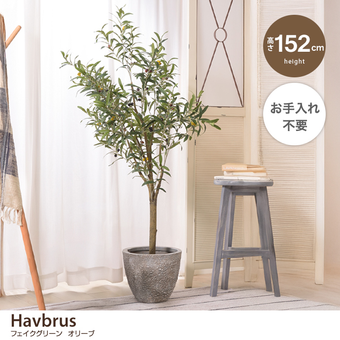 g46058]【高さ1.3m】 Brote マウンテンアッシュ 観葉植物 | 家具
