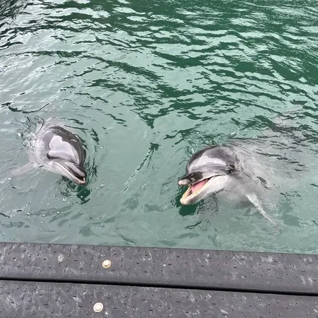 えさやり300円‼︎えさやりな時は』太地町立くじらの博物館のRisa