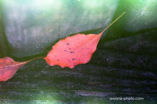 京セラ・デンタルアイIIを使ってみる～撮影日記