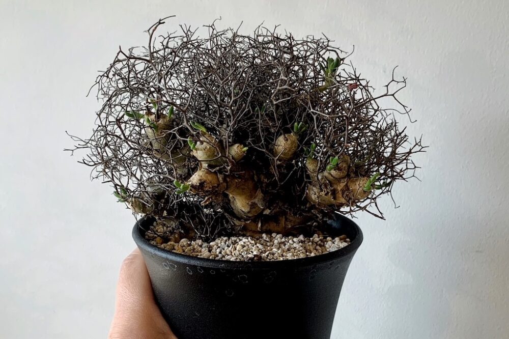 秋から春にかけて生育する冬型の塊根植物のなかでも人気の「チレコドン