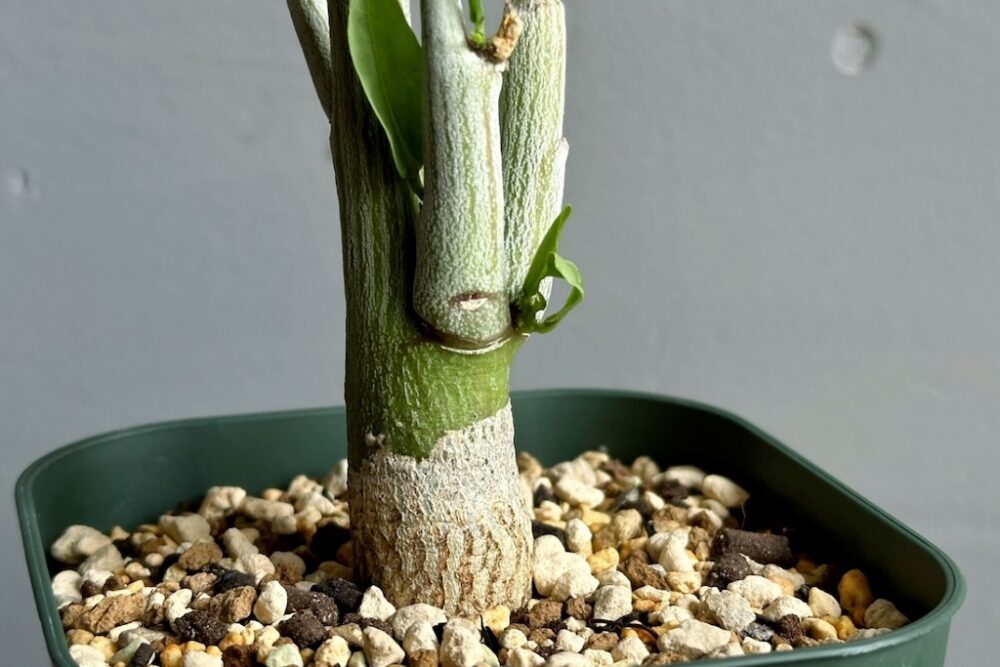 稀少なコーデックスを挿し木で楽しむ「アデニア・ペチェリー」 | Dig