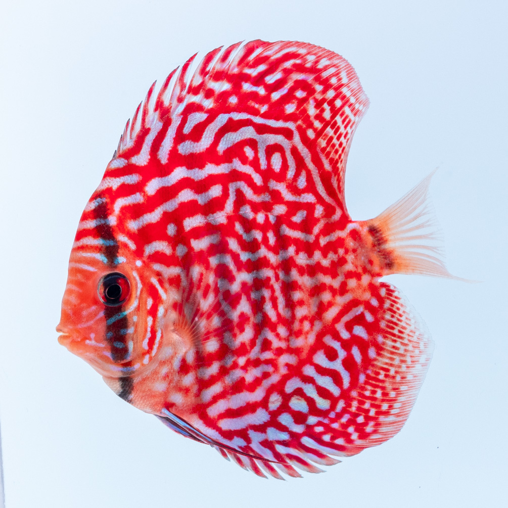 美個体です！ - 熱帯魚のmishima NEC 魚八景 SH3070-00 ディスク