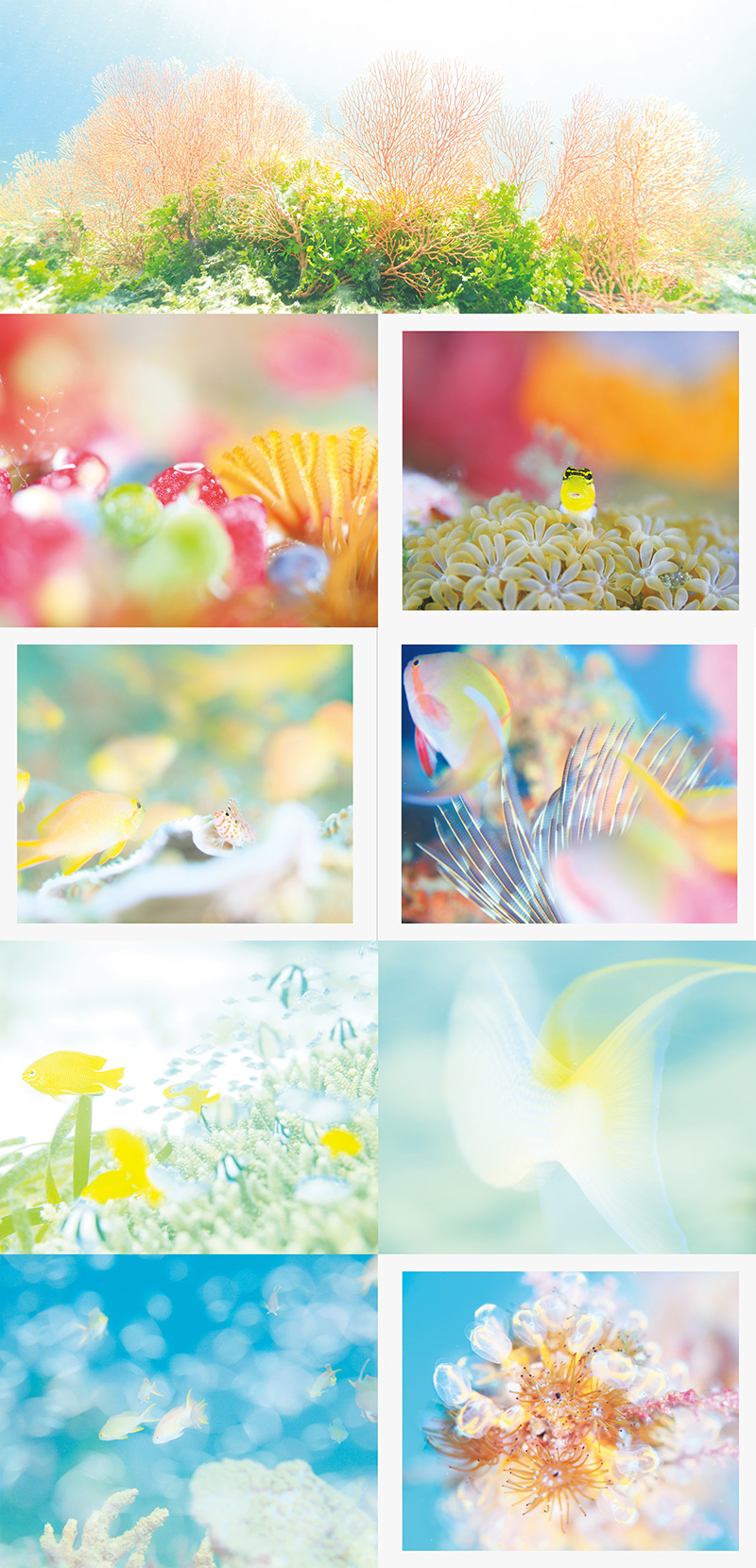 鍵井靖章さん写真集「不思議の国の海」、4月11日発売 | ダイビングなら