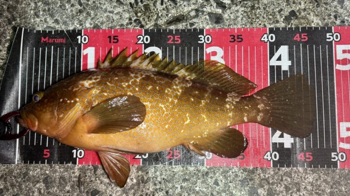 メジャークラフト ロックライバー5G 852HB徹底インプレ！しまなみの