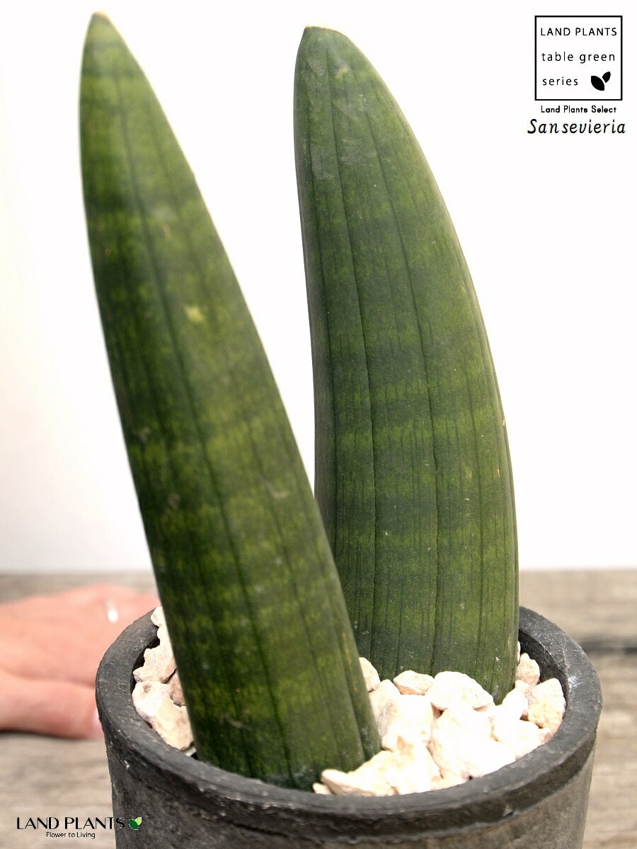 dショッピング |サンセベリア（オバケ） 黒色 モスポット シリンダー型