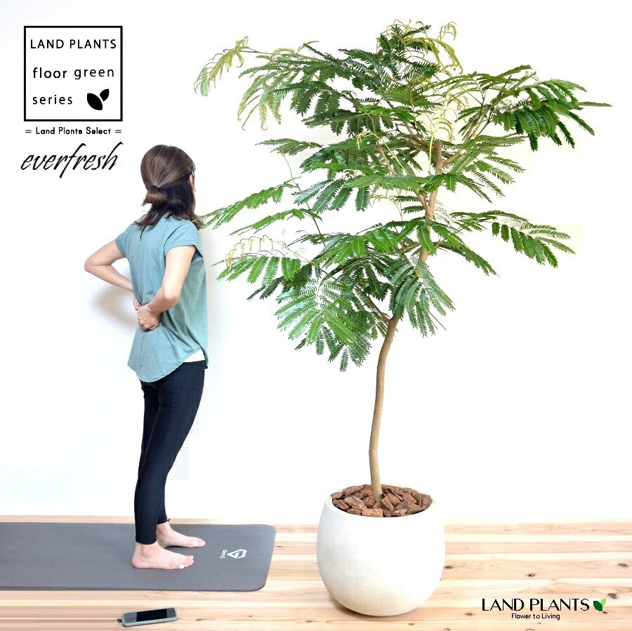 dショッピング |エバーフレッシュ（自然樹形） 10号 ぽってり