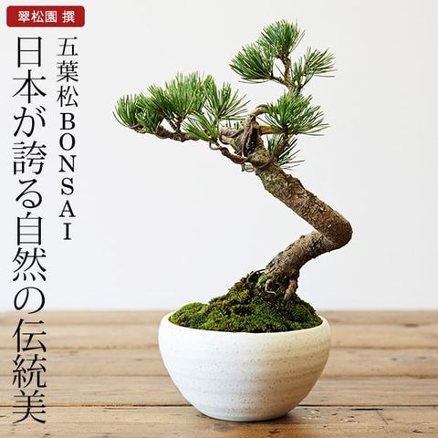 dショッピング |ギフト 五葉松 盆栽（ミニ盆栽 bonsai ボンサイ） 翠