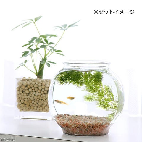 dショッピング |（めだか）（水草）おしゃれなガラス製金魚鉢 太鼓鉢