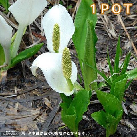 dショッピング |（ビオトープ）水生植物 ミズバショウ（水芭蕉）3～4