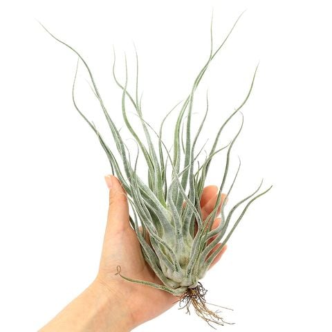 dショッピング |（観葉植物）エアープランツ チランジア Ty（タイ