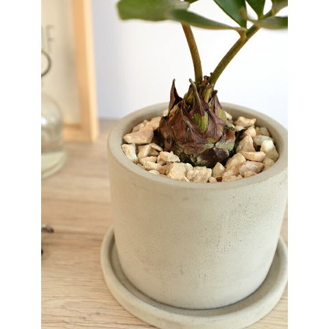 dショッピング |ザミア （プミラ） セメント シリンダー型 陶器鉢