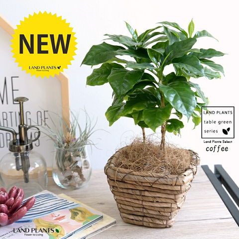 dショッピング |コーヒーの木 （茶色） バナナリーフ バスケット
