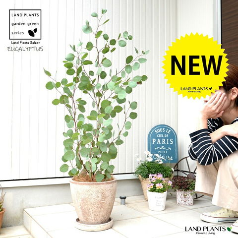 dショッピング |ユーカリ（ポポラス） 茶色 エッグ型 ラウンド