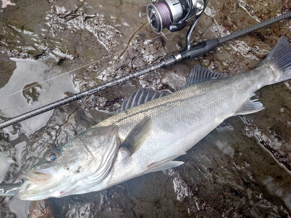 佐賀県唐津エリア】ドリームコンスリー810MH RAとドリームシャッド