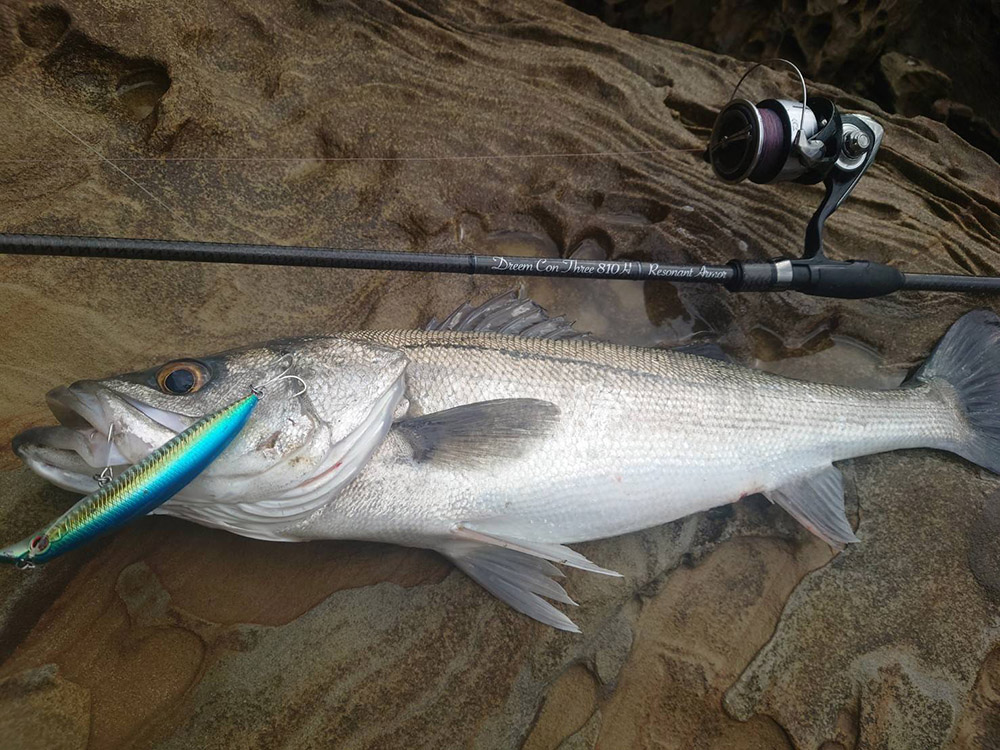 佐賀県唐津エリア】ドリームコンスリー810MH RAとドリームシャッド