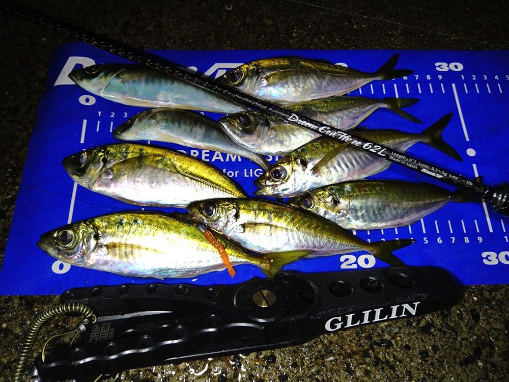 愛媛県宇和海エリア】ドリームコンスリー62L 菫（上田倫義） – DreemUp