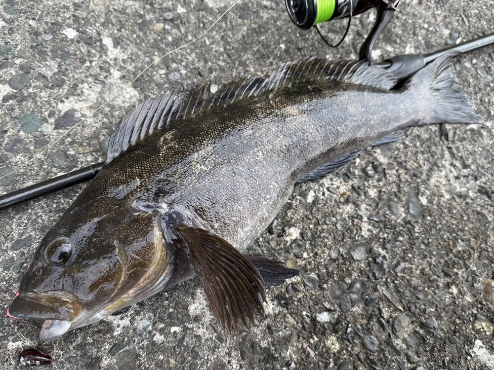 ドリームコンスリー88Hインプレッション（中村勇介） – DreemUp