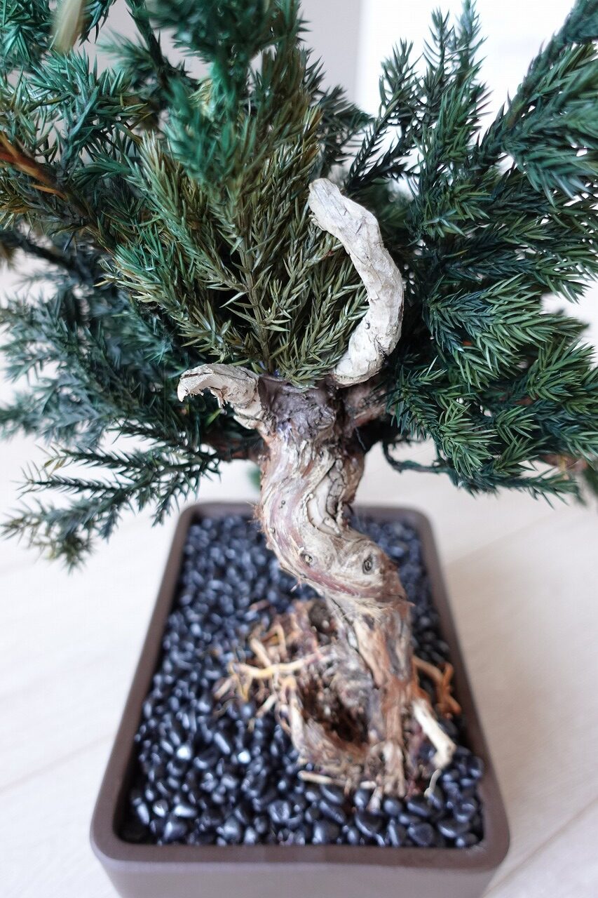 ドライ盆栽【浜風】 DRY BONSAI | DRY BONSAI｜ドライ盆栽｜枯れ盆栽