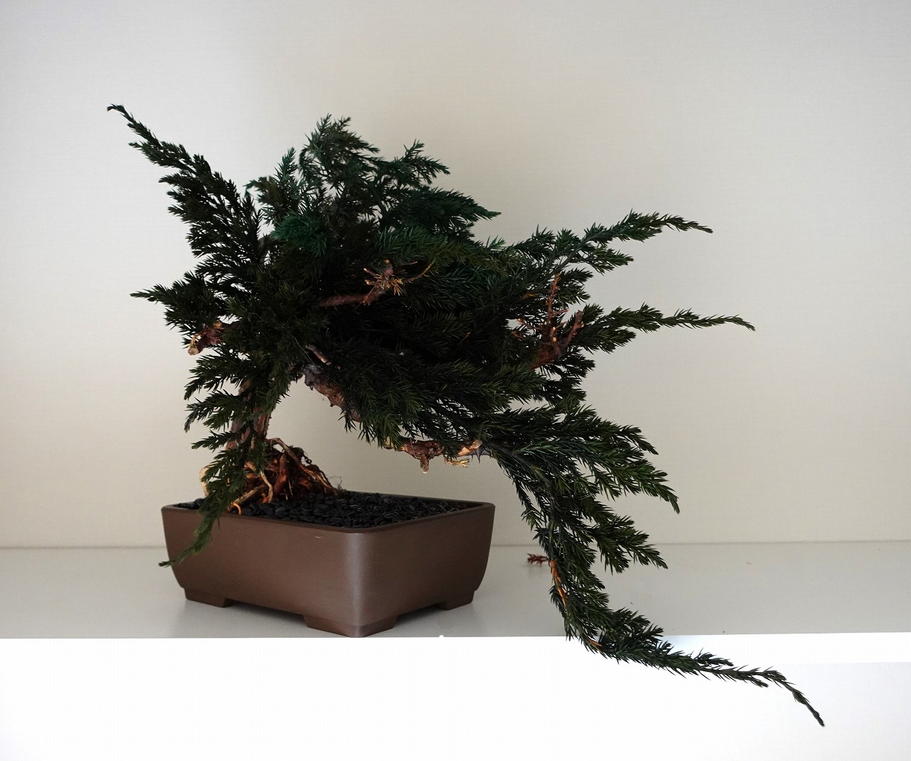 ドライ盆栽【浜風】 DRY BONSAI | DRY BONSAI｜ドライ盆栽｜枯れ盆栽