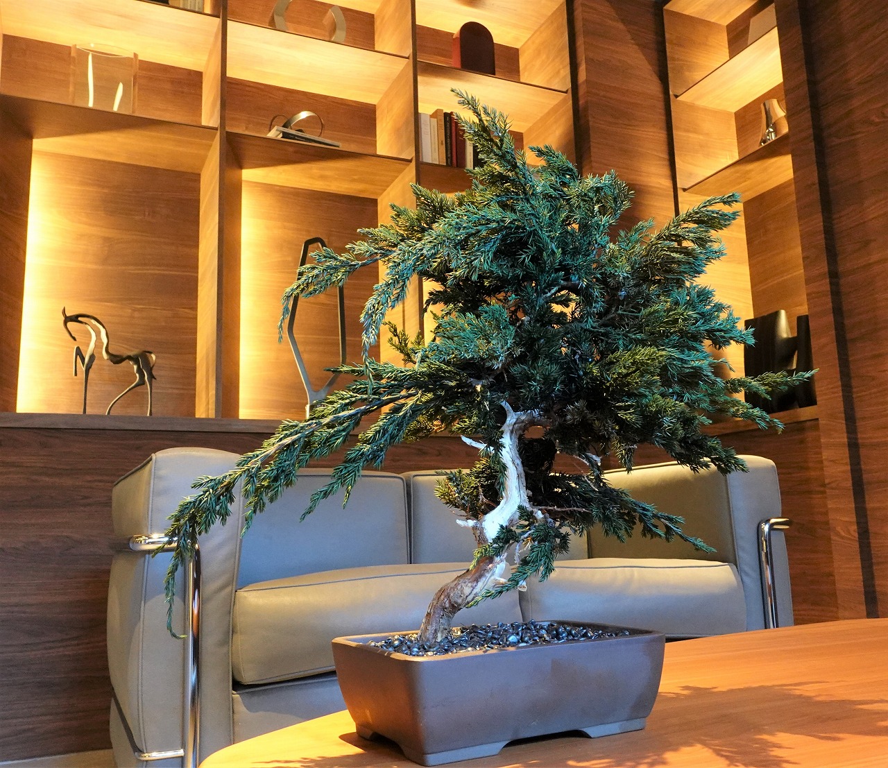 ドライ盆栽【浜風】 DRY BONSAI | DRY BONSAI｜ドライ盆栽｜枯れ盆栽