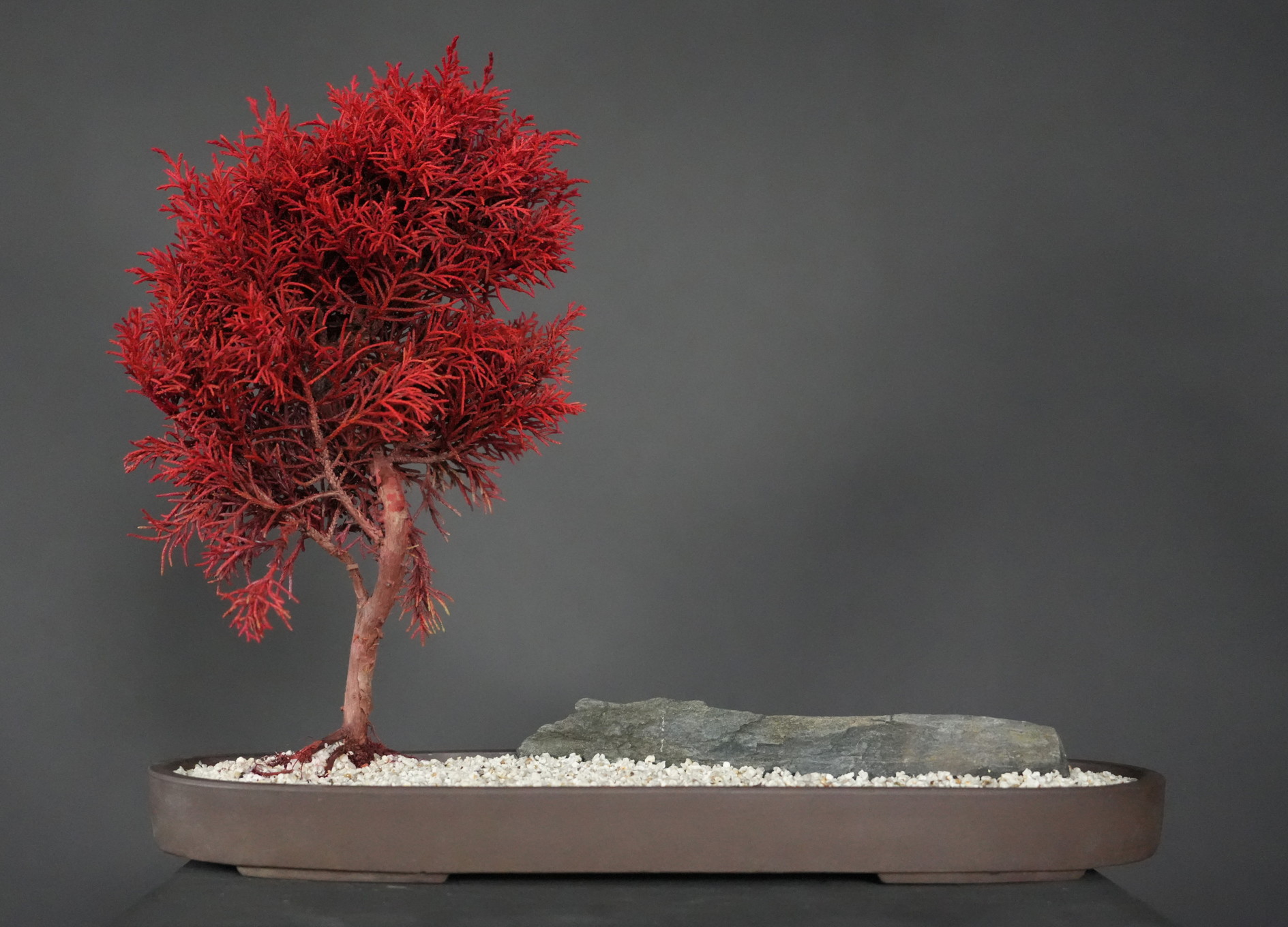 ドライ盆栽®【紅庭】 DRY BONSAI® | DRY BONSAI｜ドライ盆栽｜枯れ盆栽