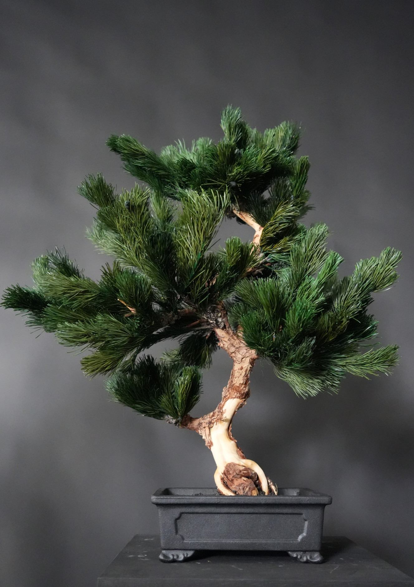 枯盆栽｜ドライ盆栽｜枯れ盆栽｜プリザーブド盆栽｜dry-bonsai