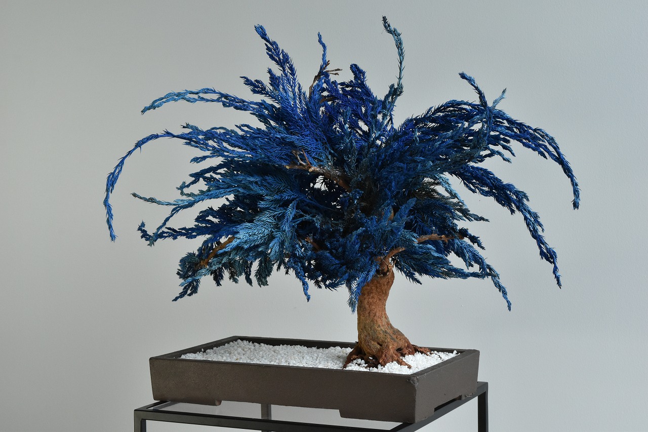 ドライ盆栽【青海】 DRY BONSAI | DRY BONSAI｜ドライ盆栽｜枯れ盆栽