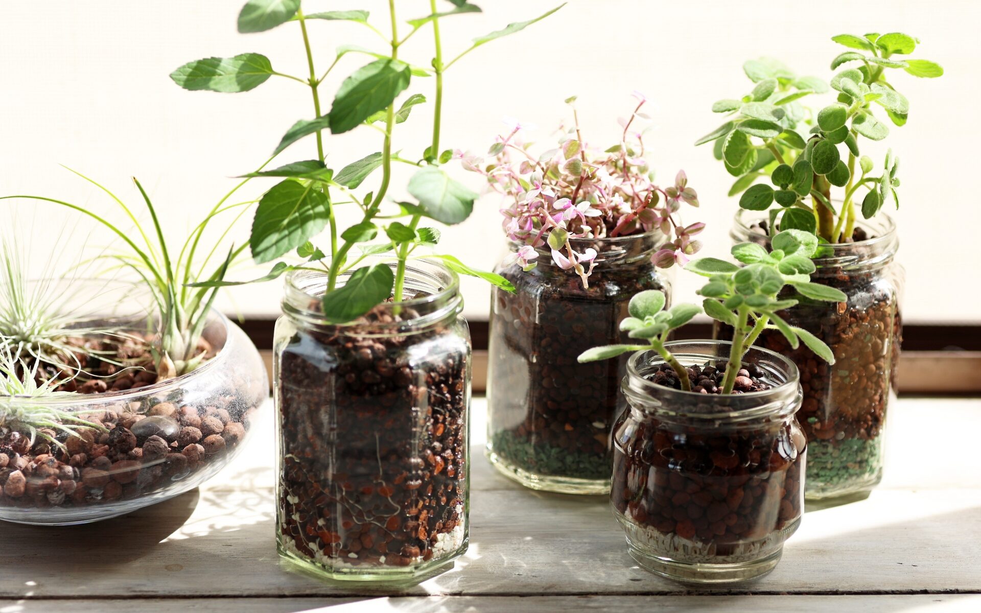 水耕栽培キット | eco-guerrillaの読みもの