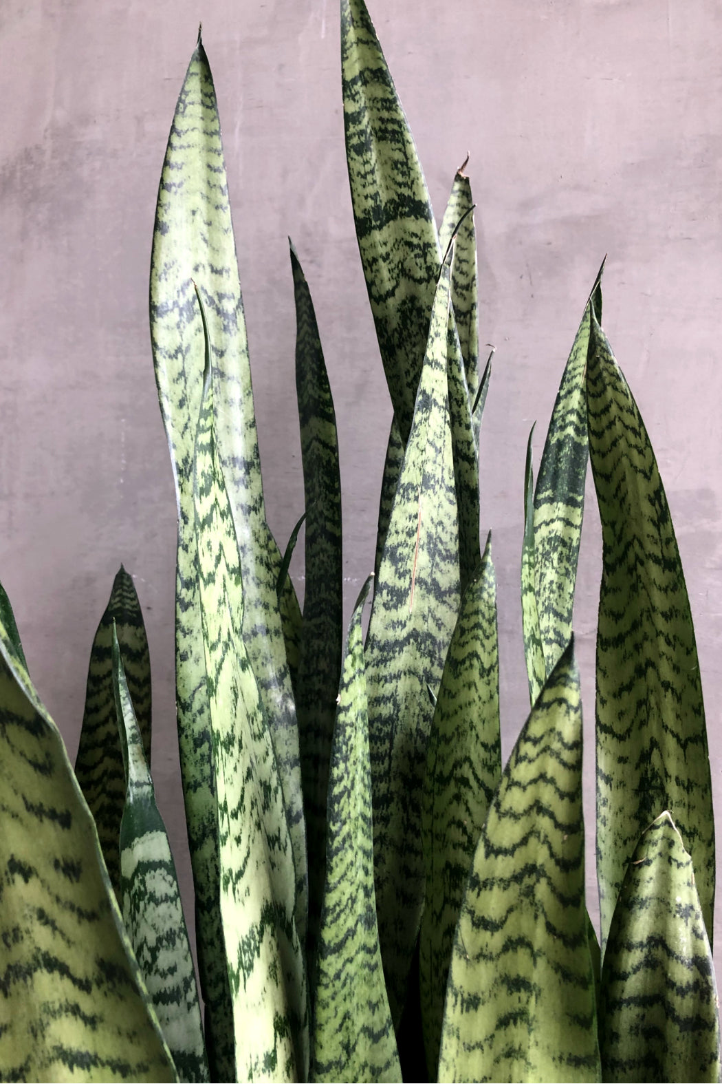 NewZeylanica1_2400x.jpg?v=