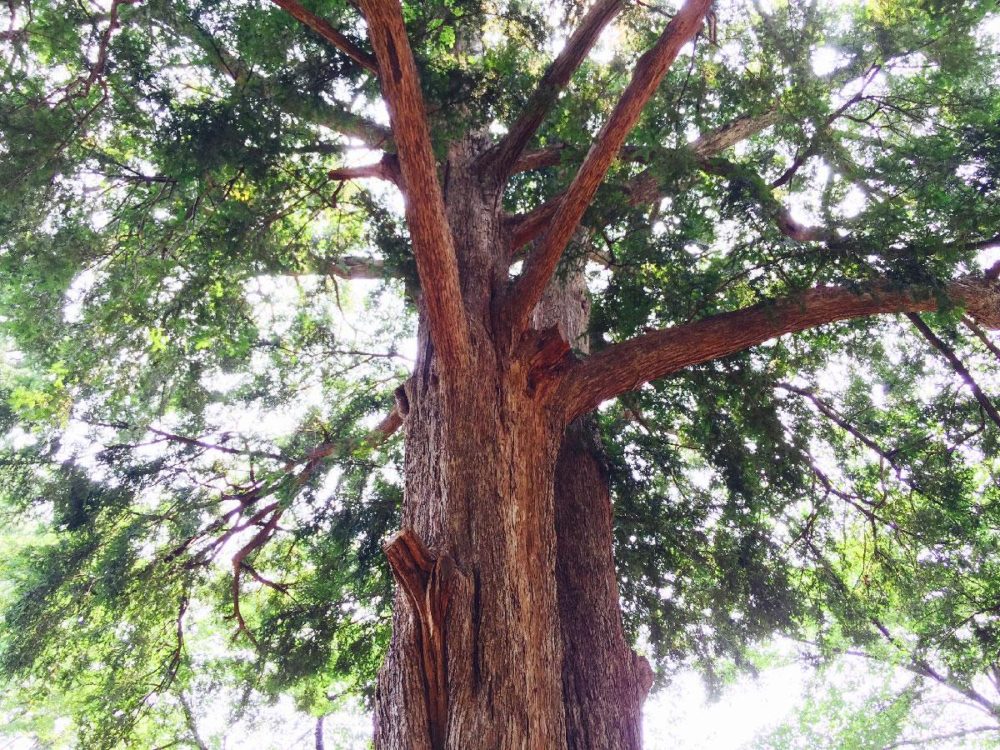 カヤ（榧）とは？木材としての特徴と性質を解説 | エコロキア
