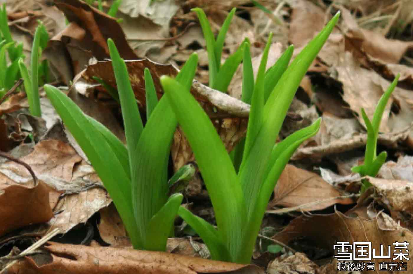 のかんぞう | 商品紹介 | 雪国山菜 [越後妙高 山菜直売店] 公式ストア