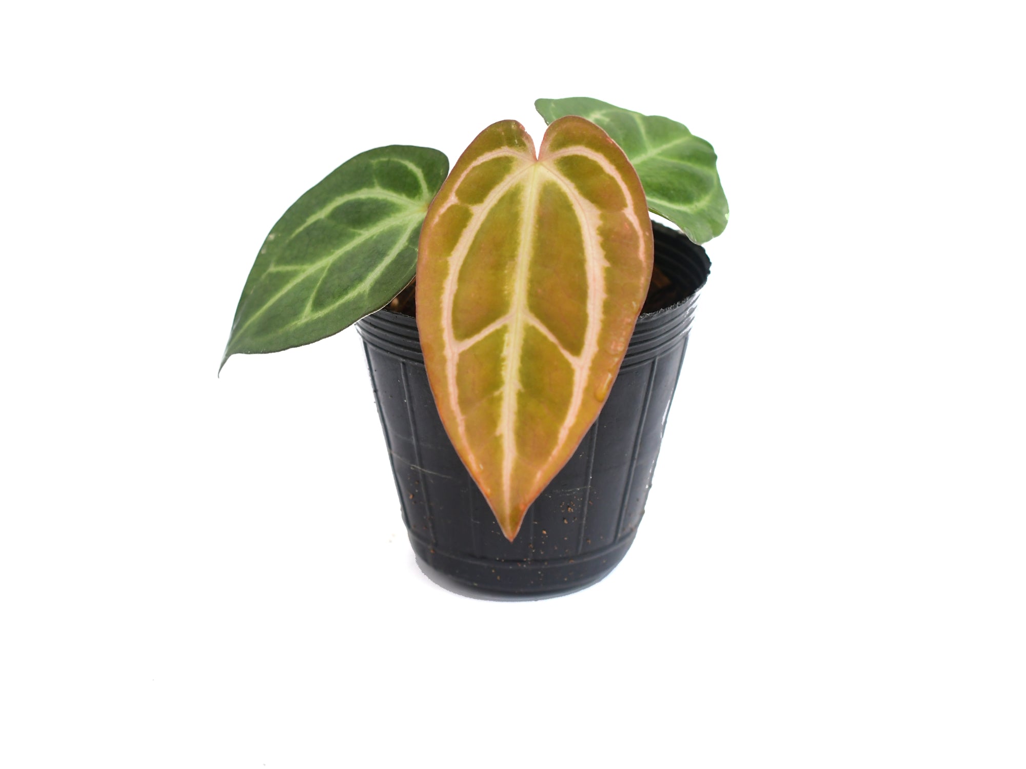 Anthurium carlablackiae (seedling) — Ecuagenera Orquídeas del Ecuador
