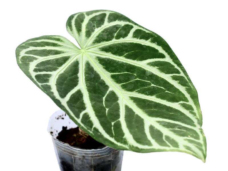 Anthurium magnificum Silver — Ecuagenera Orquídeas del Ecuador