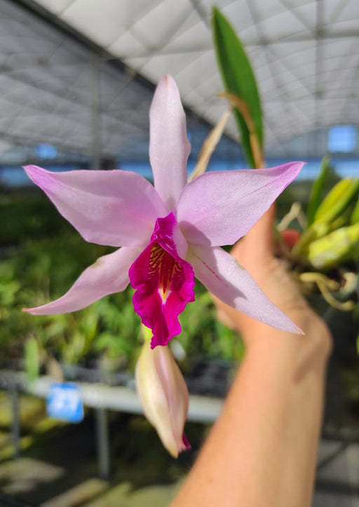 Laelia — Ecuagenera USA Corp