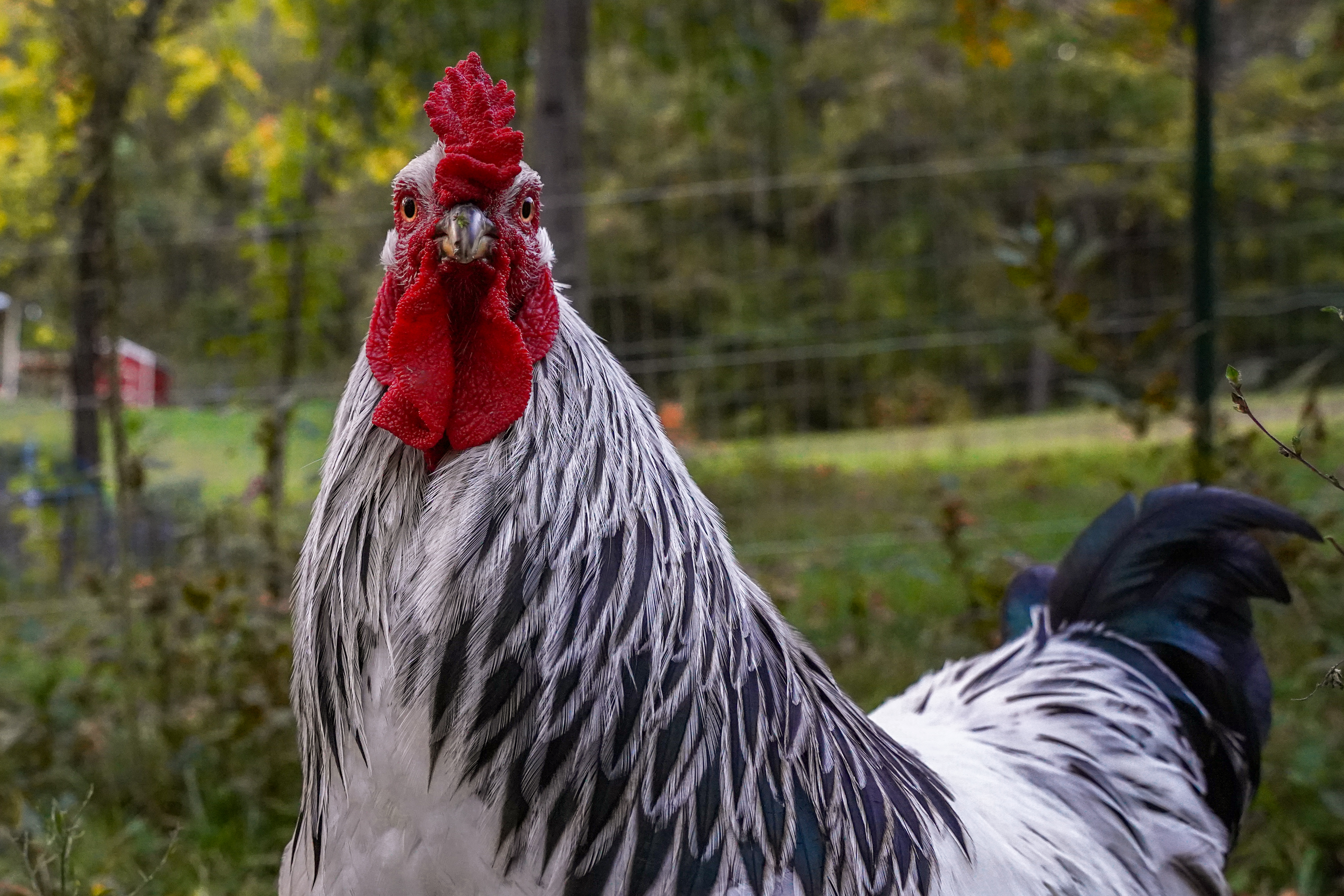 The Surprising Side of Roosters – EARTH to DOME