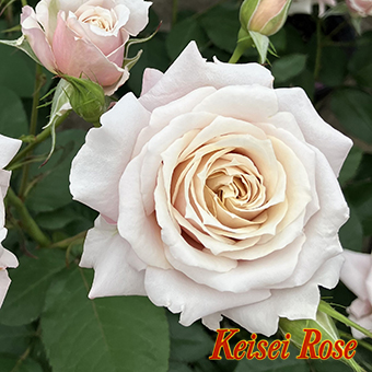 希成（きなり） 大苗(4.5号角鉢)｜【京成バラ園】バラの通販