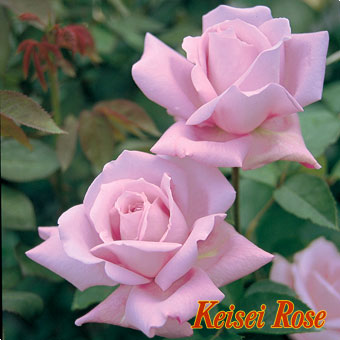 ブルー ムーン 大苗(4.5号角鉢)｜【京成バラ園】バラの通販