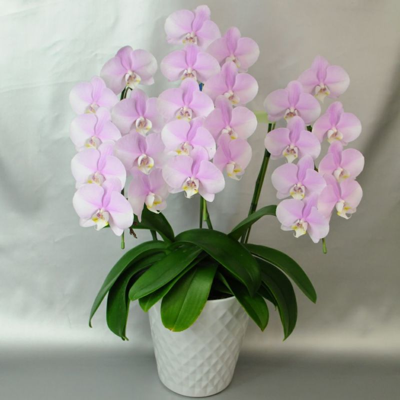 ミディ胡蝶蘭ピンク系 3本立ち 鉢花・鉢植え・寄せ鉢 | エーデルワイス