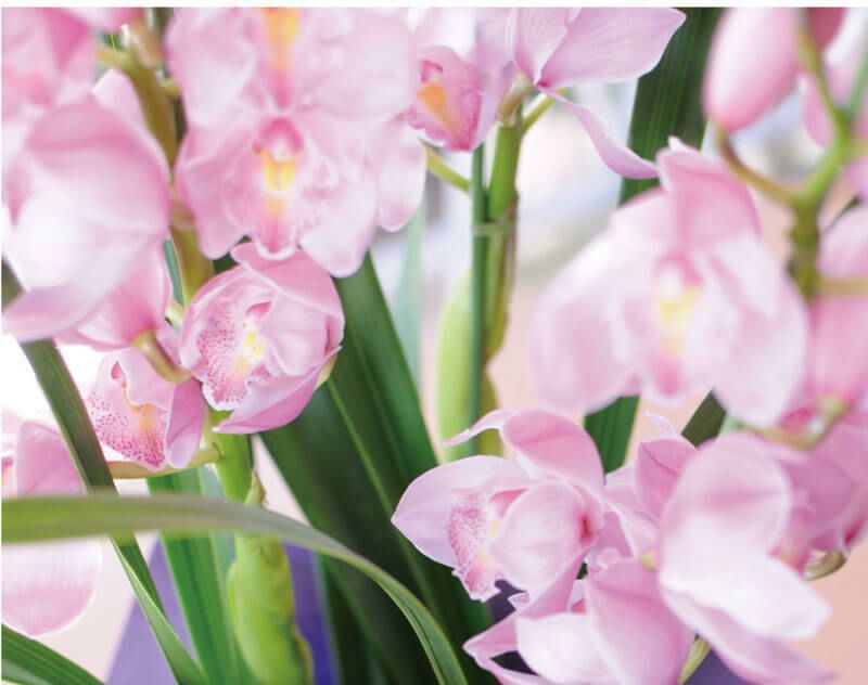 シンビジウム シンビジューム 3本立 ピンク系 鉢花・鉢植え・寄せ鉢