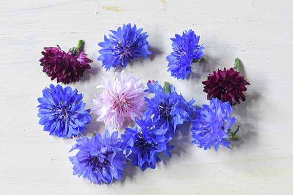 生花コーンフラワー | EDIBLE GARDEN