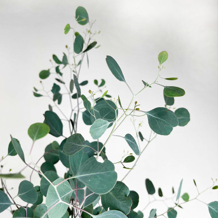 送料無料】ユーカリポポラス 10号鉢 大型商品 高さ約1.8m(鉢底から