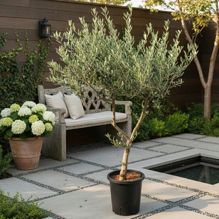 現品 創樹 オリーブ8号 マンザニロ No.1 – カワナミプランテーション