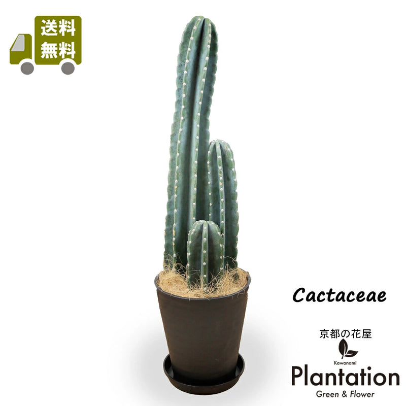 柱サボテン8号ブラック（黒）セラアート鉢 – カワナミプランテーション