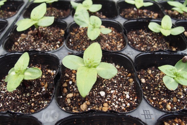 育苗した苗が大きくならない場合はどうする？【あきらめて苗を購入する